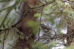 Golden-crowned Kinglet